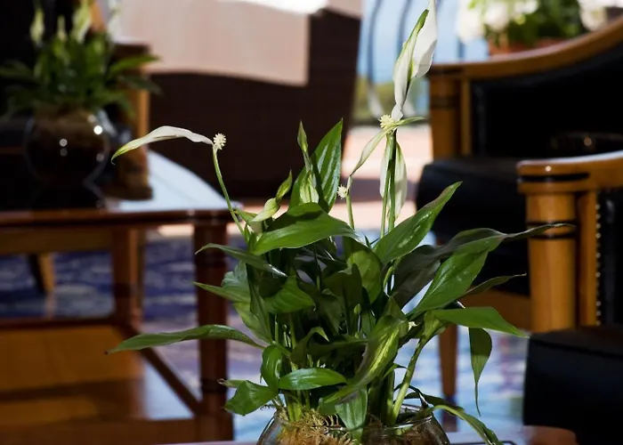 Casa Morgano קאפרי